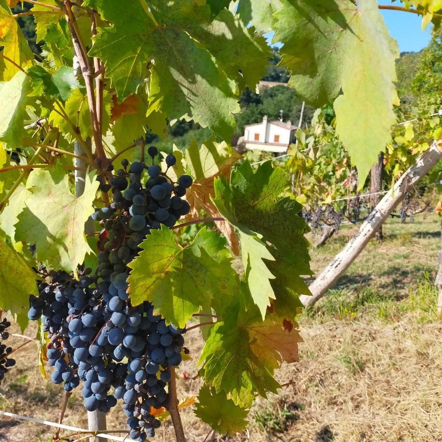 Monteciccardo Ca'Rosei 아파트 외부 사진