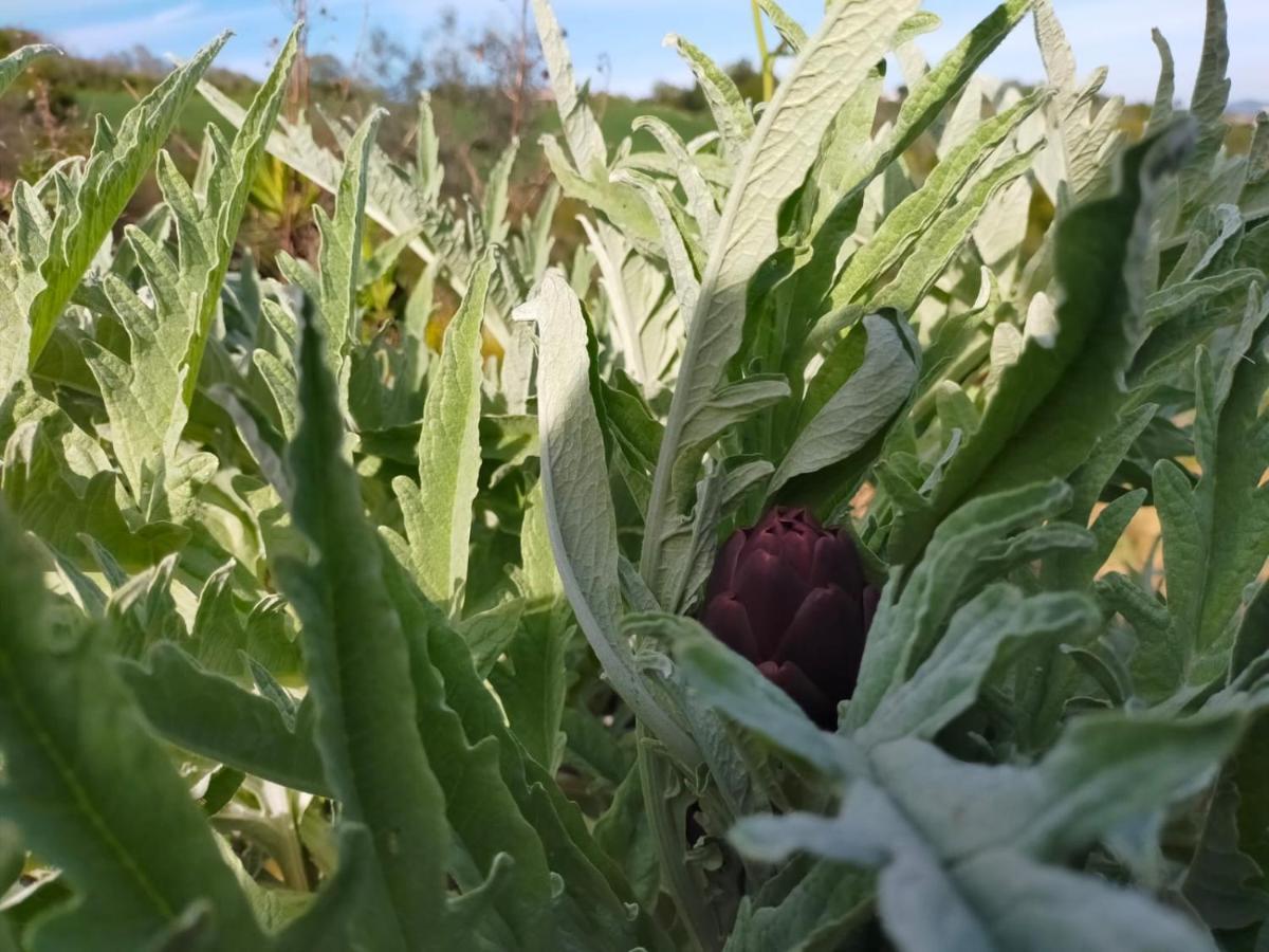 Monteciccardo Ca'Rosei 아파트 외부 사진