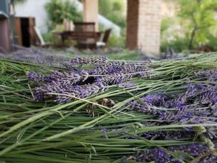 Monteciccardo Ca'Rosei 아파트 외부 사진