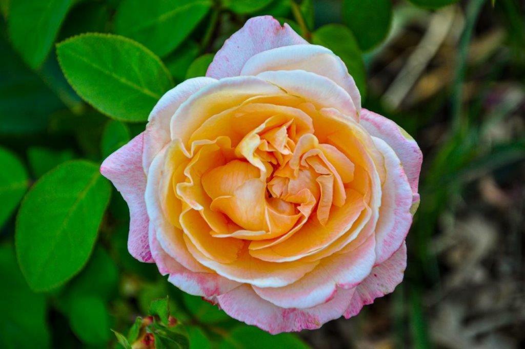 Monteciccardo Ca'Rosei 아파트 외부 사진
